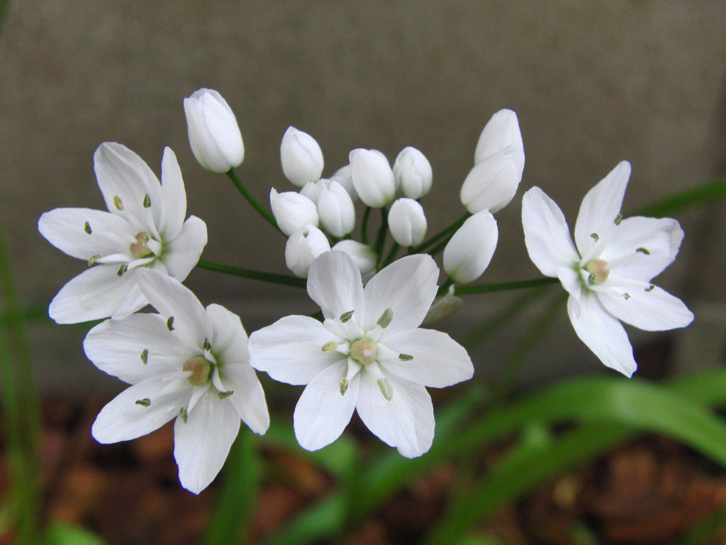 春の 白い 花 Allis