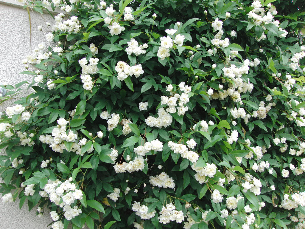 春の白い花 Nari Blog