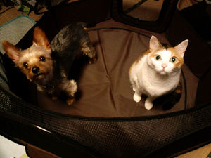 201007S06.jpg