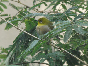 201102G01.jpg
